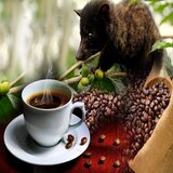 Luwak